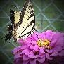 nikis Photo